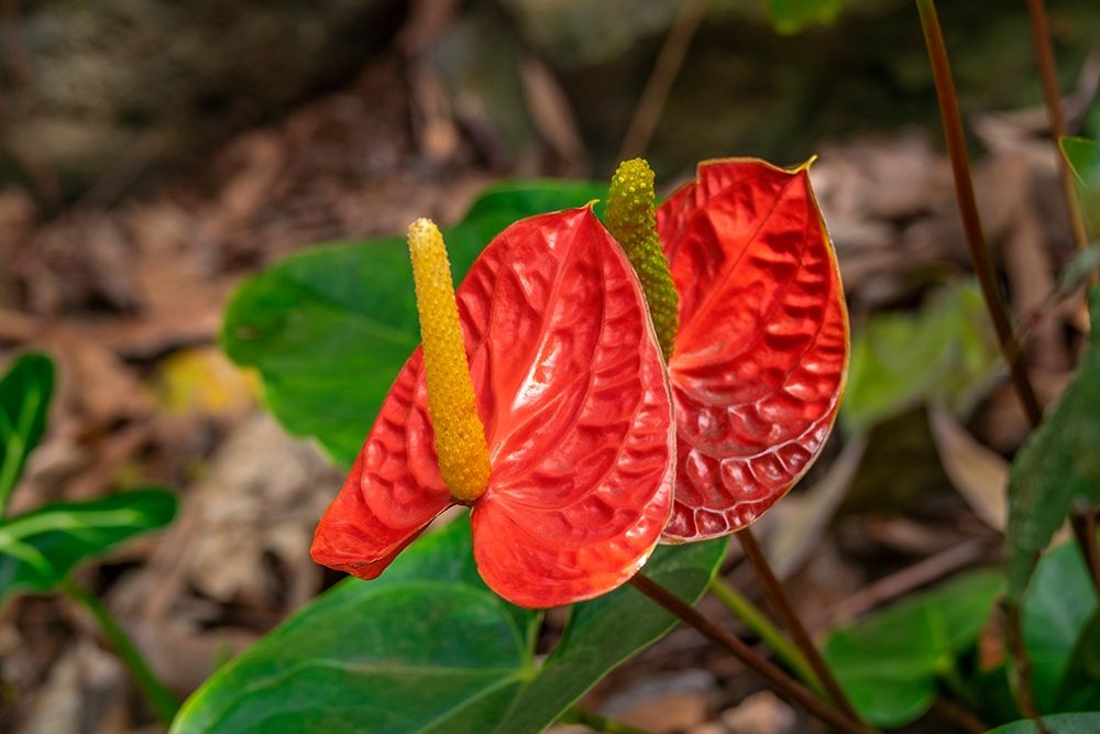 Anthurium